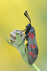 six-spot moth