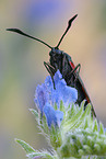 six-spot moth