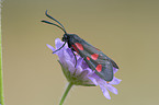 six-spot burnet moth