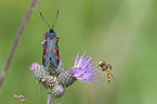 six-spot burnet moth