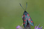 six-spot burnet moth