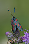 six-spot burnet moth