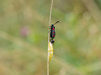 Six-spot Burnet