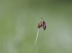 Six-spot Burnet