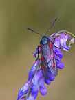 six-spot burnet