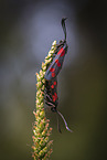 six-spot burnets