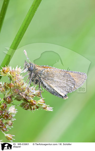 skipper / WS-03961