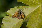 skipper