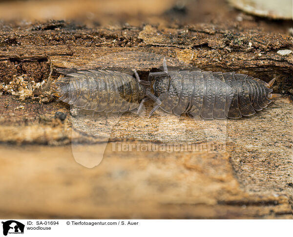 Assel / woodlouse / SA-01694