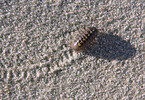 woodlouse