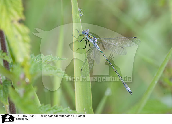 Kleine Binsenjungfer / damselfly / THA-03340