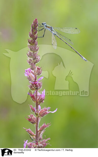 Kleine Binsenjungfer / damselfly / THA-03342