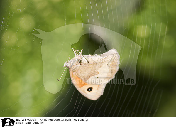 Kleines Wiesenvgelchen / small heath butterfly / WS-03998