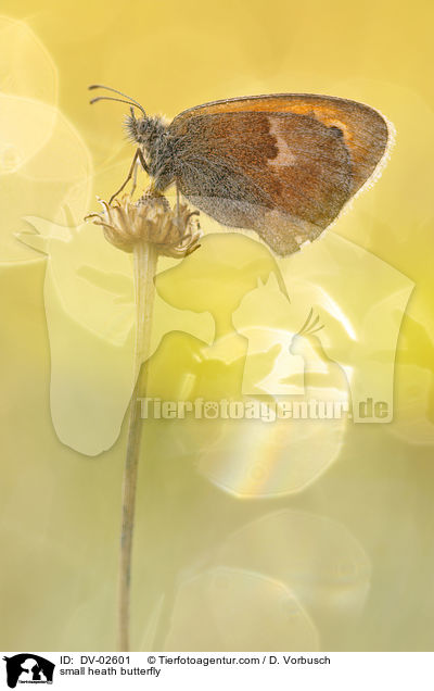 Kleines Wiesenvgelchen / small heath butterfly / DV-02601