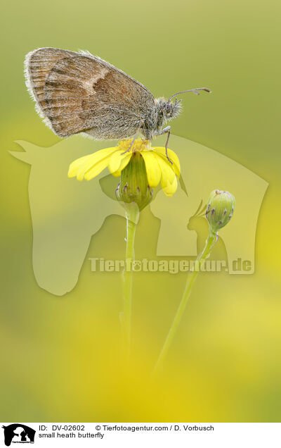 small heath butterfly / DV-02602