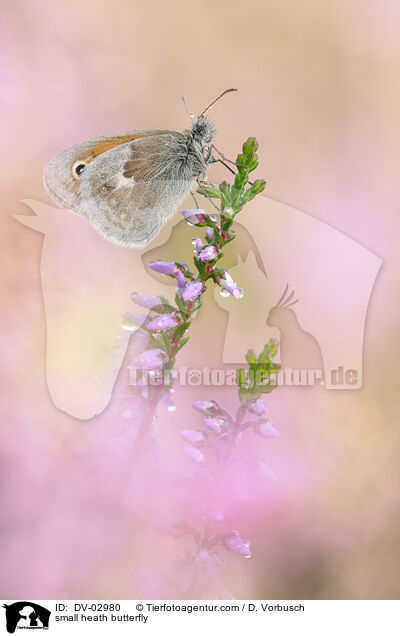 small heath butterfly / DV-02980