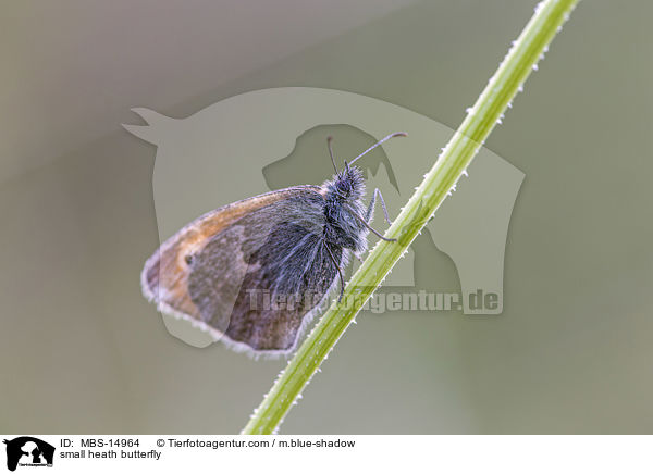 Kleines Wiesenvgelchen / small heath butterfly / MBS-14964