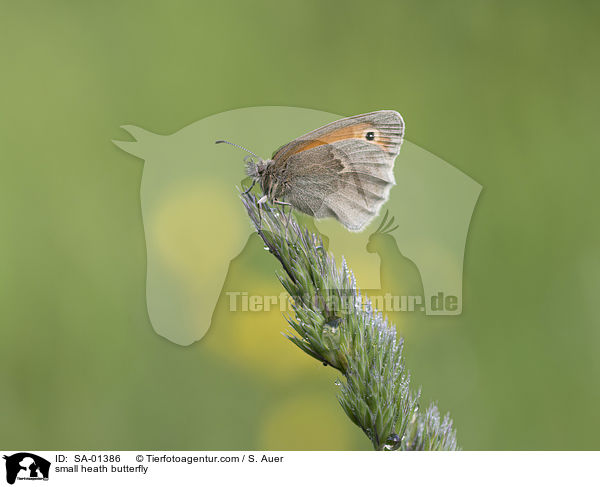 Kleines Wiesenvgelchen / small heath butterfly / SA-01386
