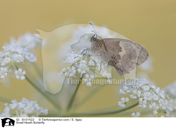Kleines Wiesenvgelchen / Small Heath Butterfly / SI-01422