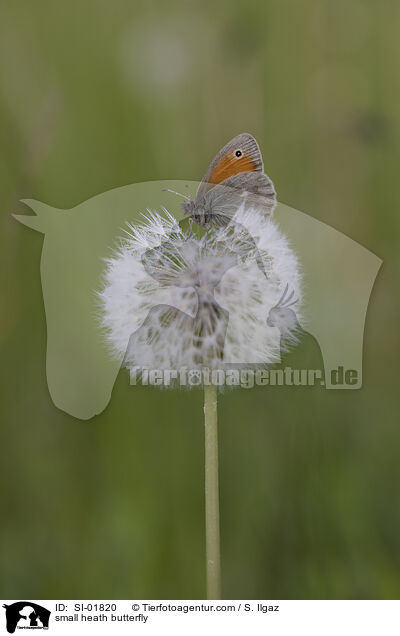 Kleines Wiesenvgelchen / small heath butterfly / SI-01820