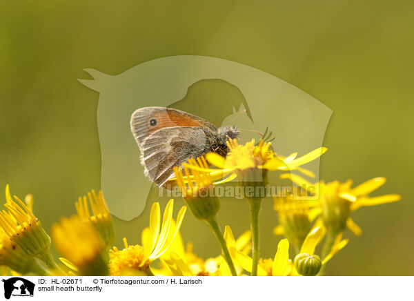 small heath butterfly / HL-02671