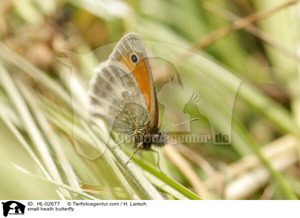 small heath butterfly / HL-02677