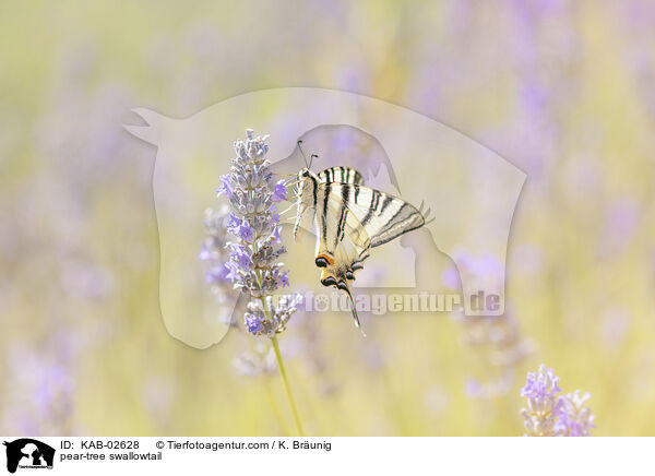 Segelfalter / pear-tree swallowtail / KAB-02628