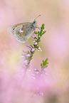 small heath butterfly
