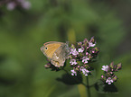 Small Heath Butterfly