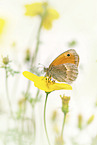 small heath