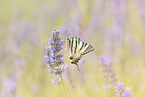 pear-tree swallowtail