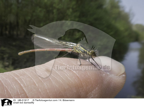 Spte Adonislibelle / small red damselfly / HB-01917