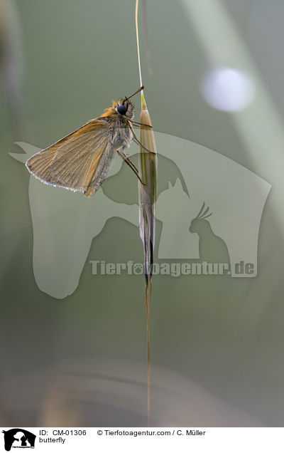 Braunkolbiger Braun-Dickkopffalter / butterfly / CM-01306