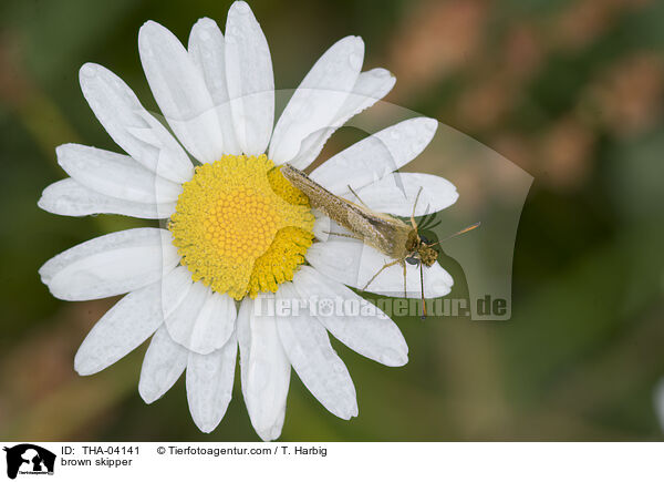 Braunkolbiger Braun-Dickkopffalter / brown skipper / THA-04141