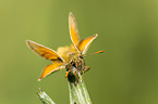 small skipper