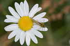 brown skipper