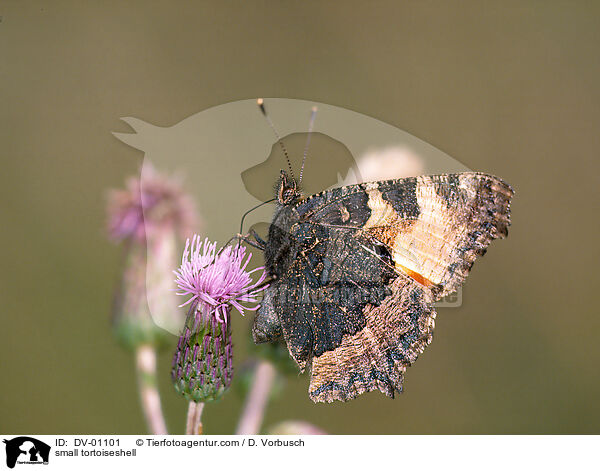 Kleiner Fuchs / small tortoiseshell / DV-01101