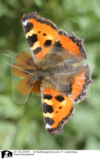 small tortoiseshell / FL-01070