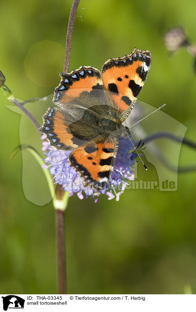 Kleiner Fuchs / small tortoiseshell / THA-03345