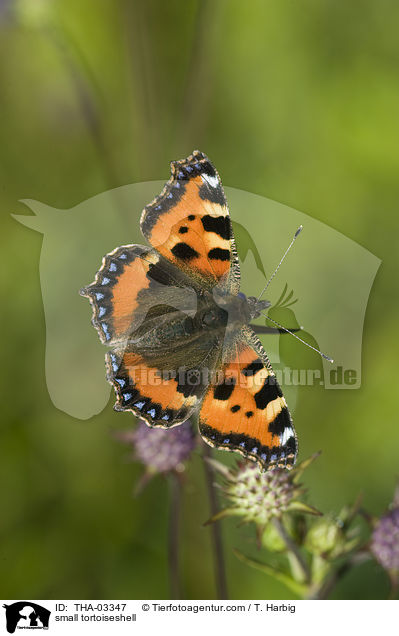 Kleiner Fuchs / small tortoiseshell / THA-03347