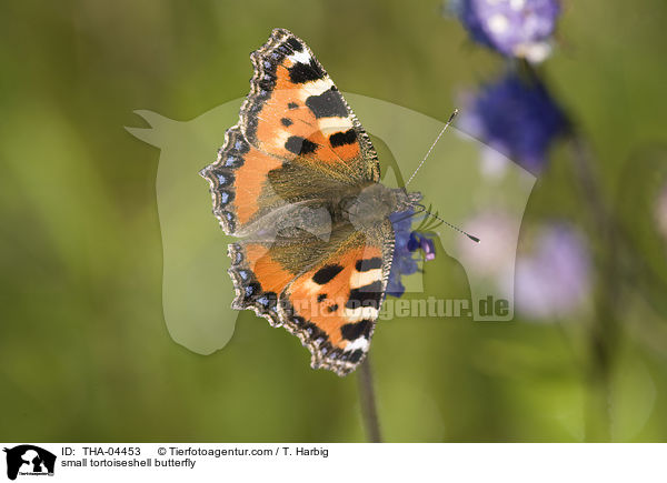 small tortoiseshell butterfly / THA-04453