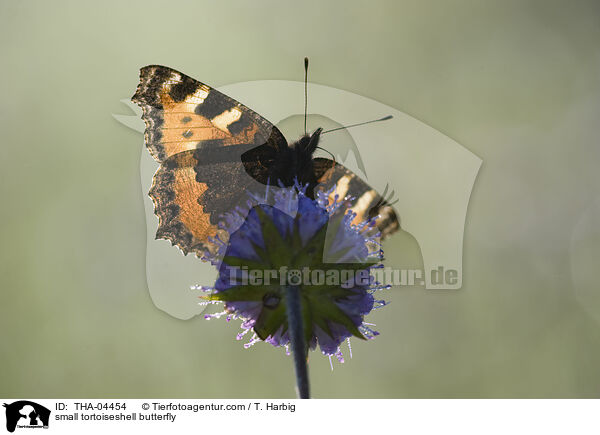 Kleiner Fuchs / small tortoiseshell butterfly / THA-04454