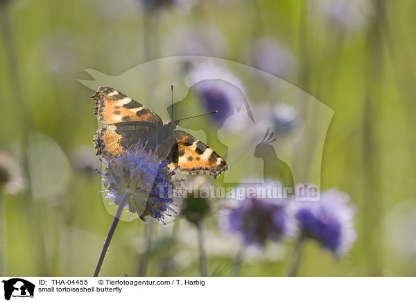 small tortoiseshell butterfly / THA-04455