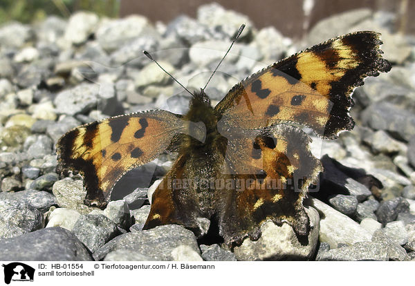 Kleiner Fuchs / samll tortoiseshell / HB-01554