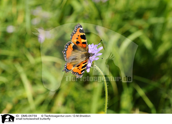 Kleiner Fuchs / small tortoiseshell butterfly / DMS-06759
