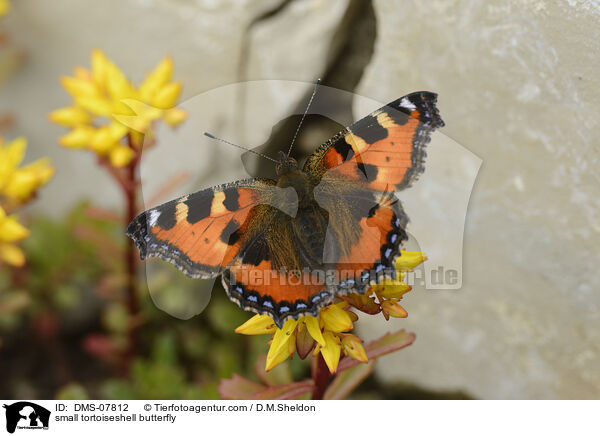 Kleiner Fuchs / small tortoiseshell butterfly / DMS-07812
