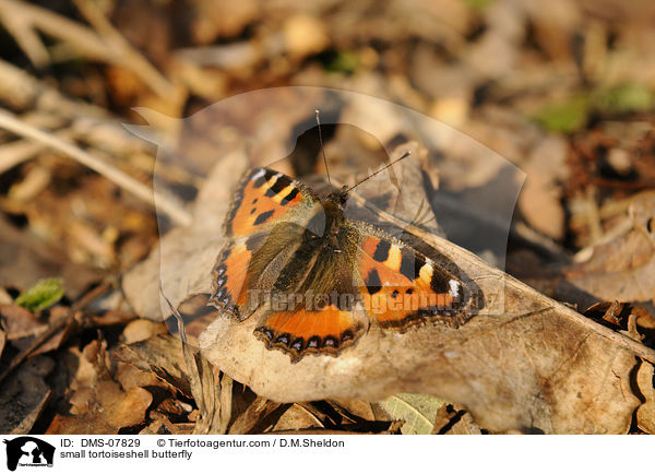 Kleiner Fuchs / small tortoiseshell butterfly / DMS-07829