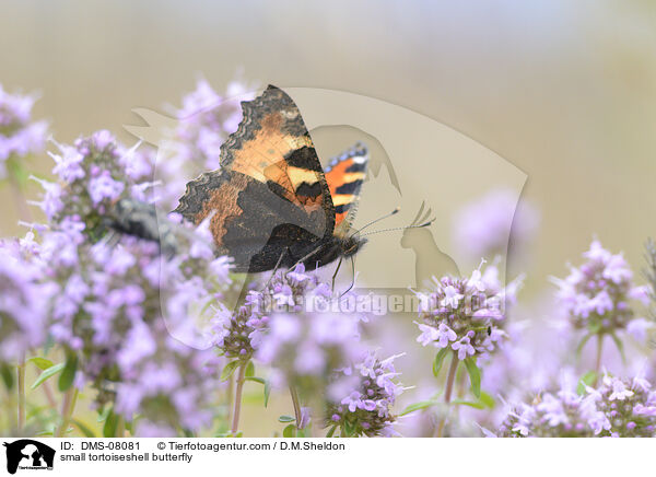 Kleiner Fuchs / small tortoiseshell butterfly / DMS-08081