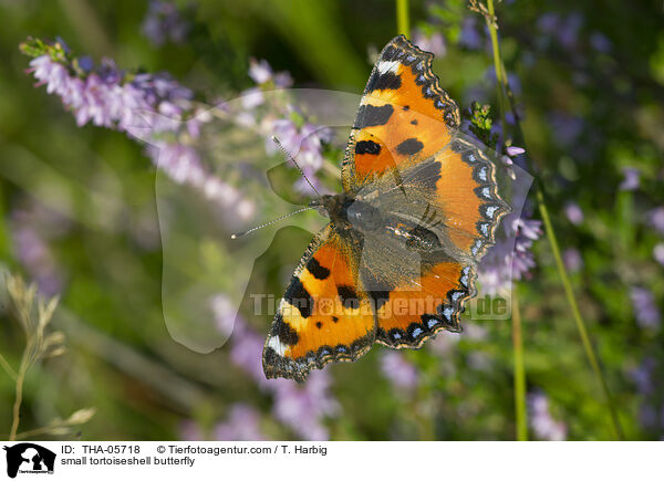 Kleiner Fuchs / small tortoiseshell butterfly / THA-05718