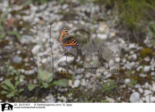Kleiner Fuchs / small tortoiseshell butterfly / SI-01421